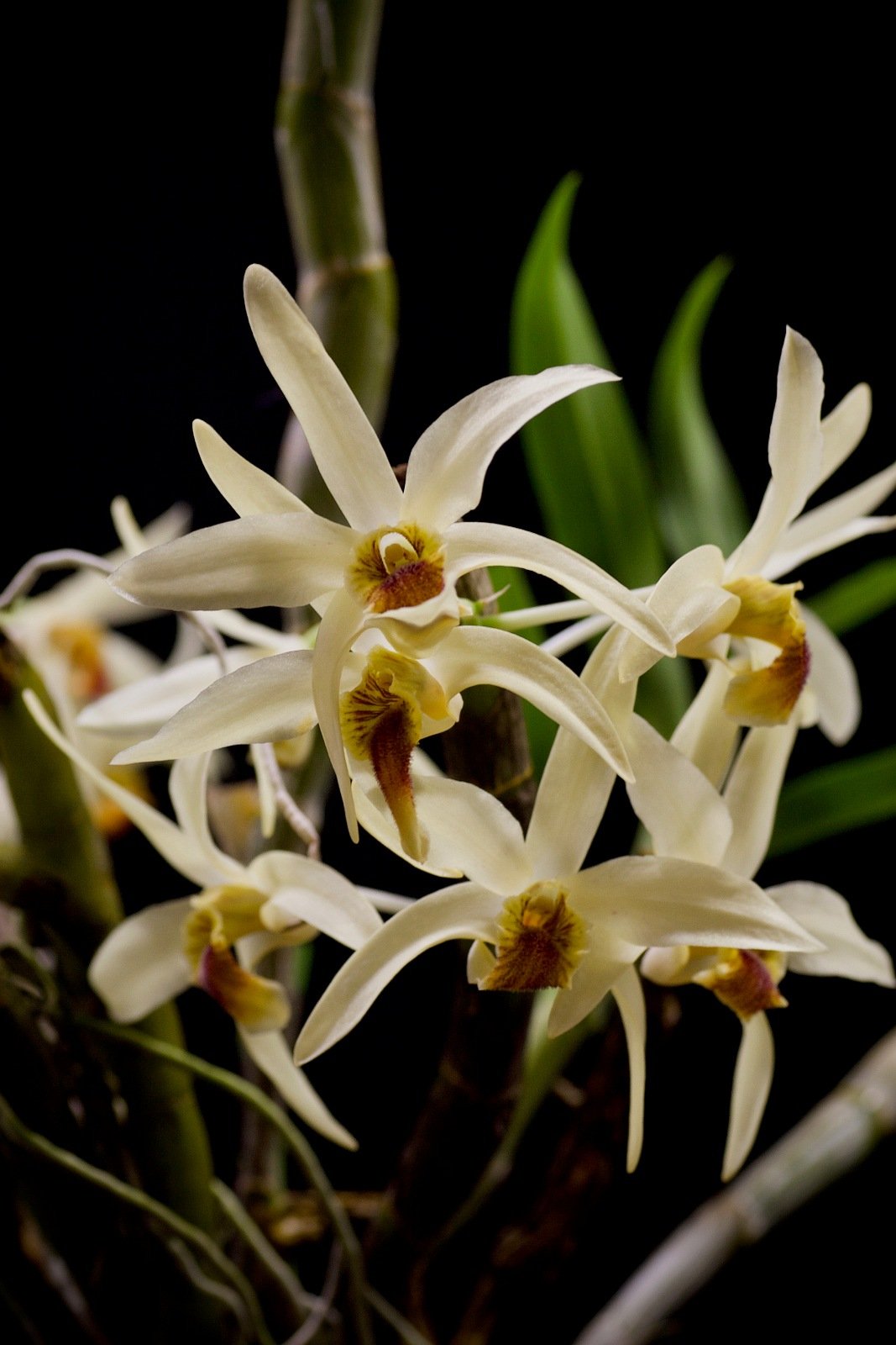 Dendrobium heterocarpum