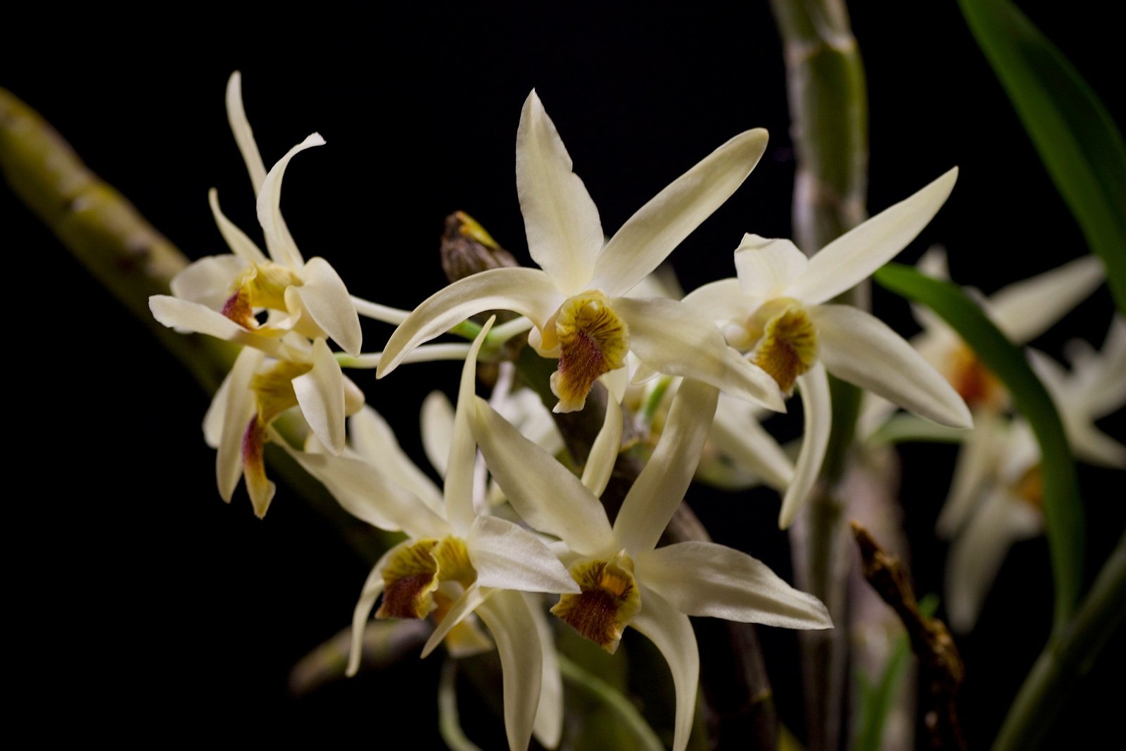 Dendrobium heterocarpum