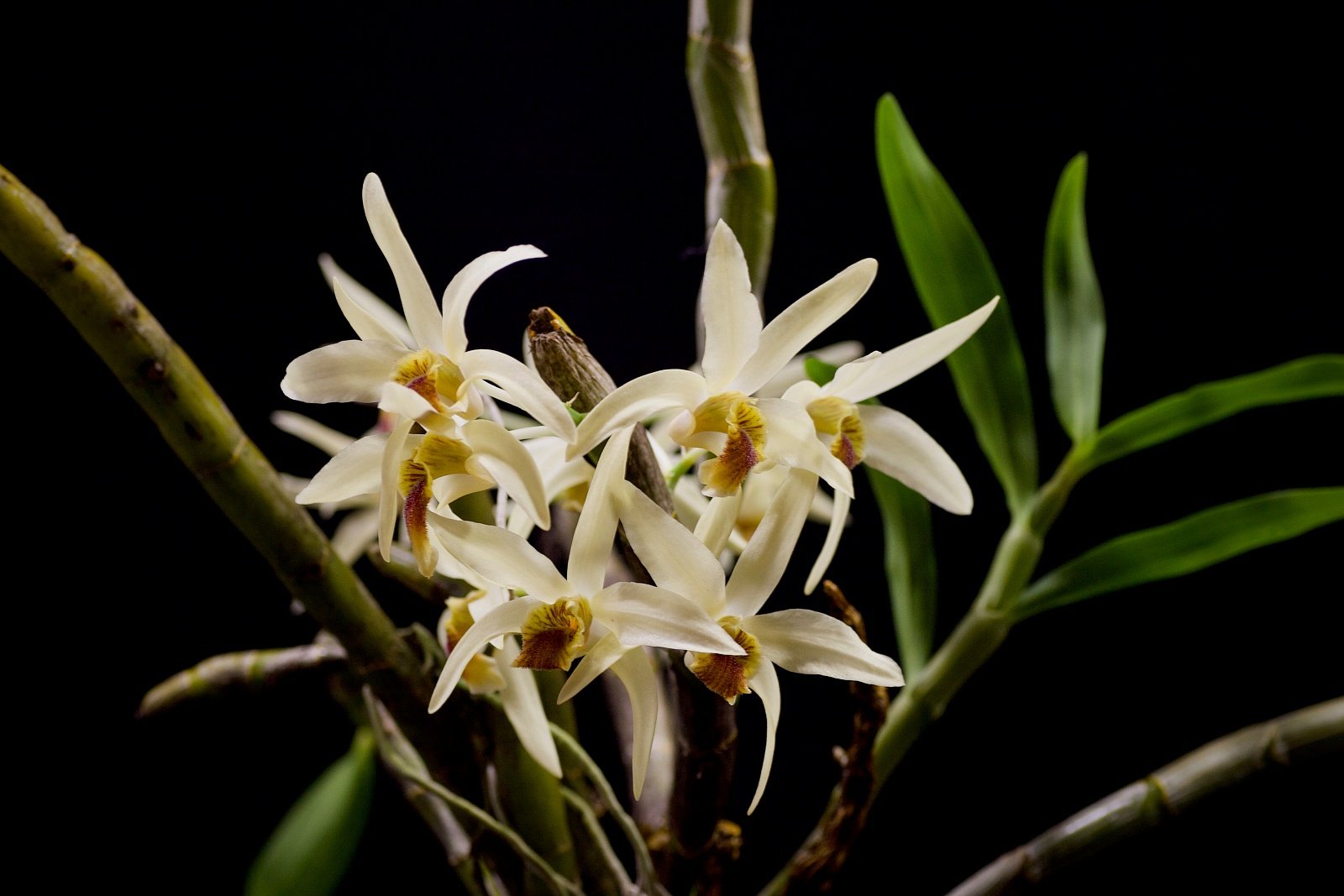 Dendrobium heterocarpum