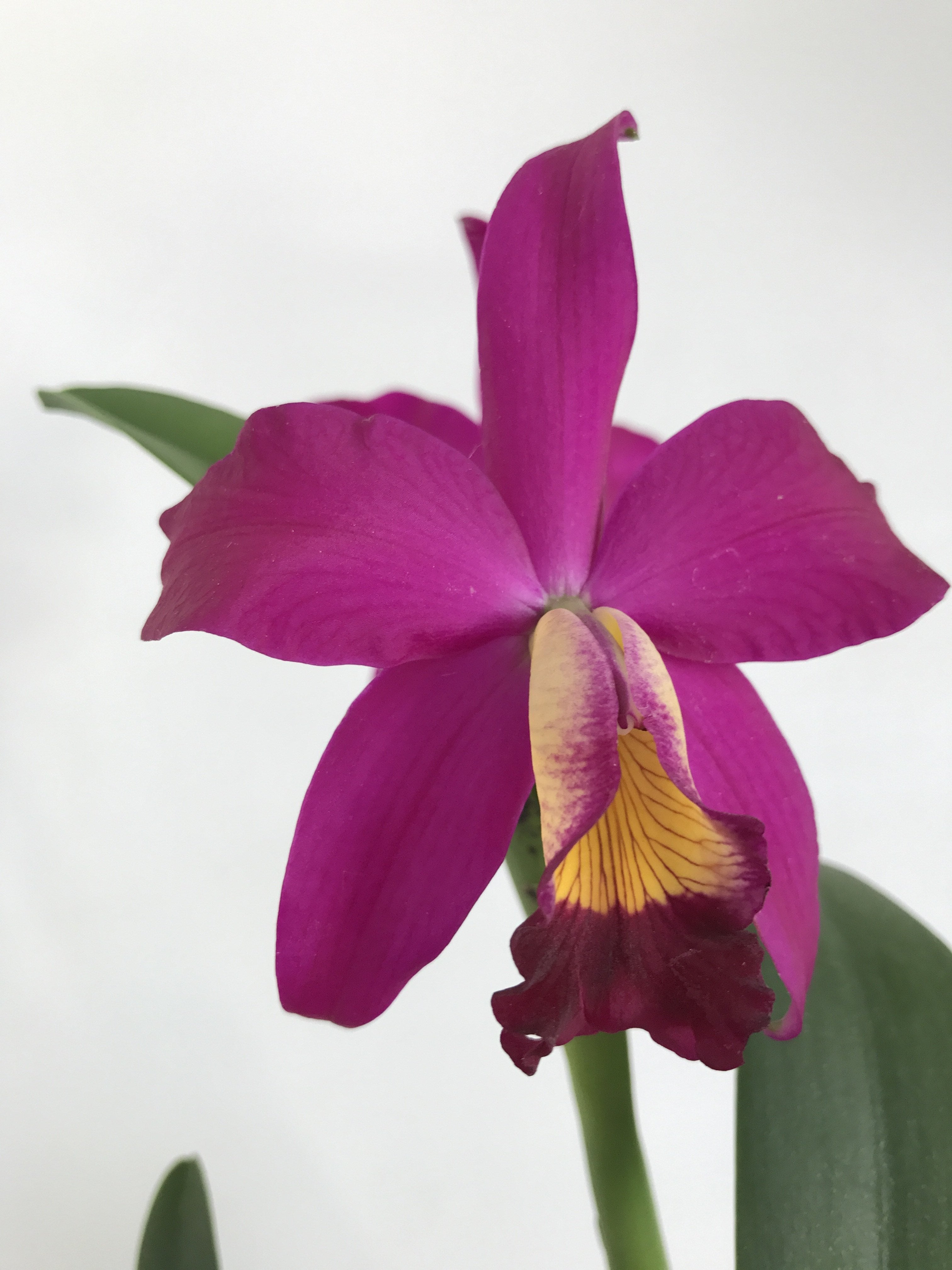 Slc. Hsin Buu Lady "Y.T. Beauty" x L.sincorana