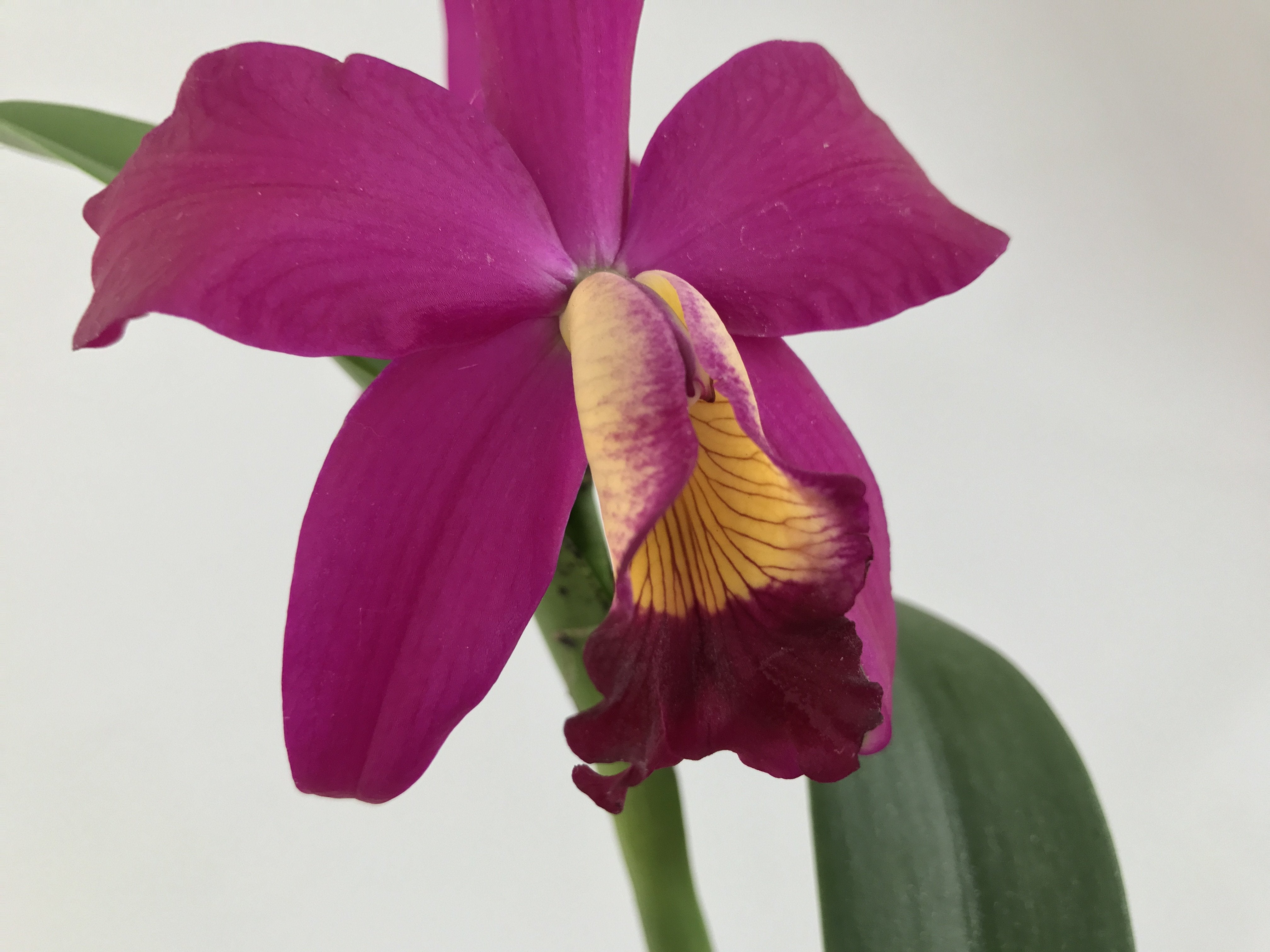 Slc. Hsin Buu Lady "Y.T. Beauty" x L.sincorana