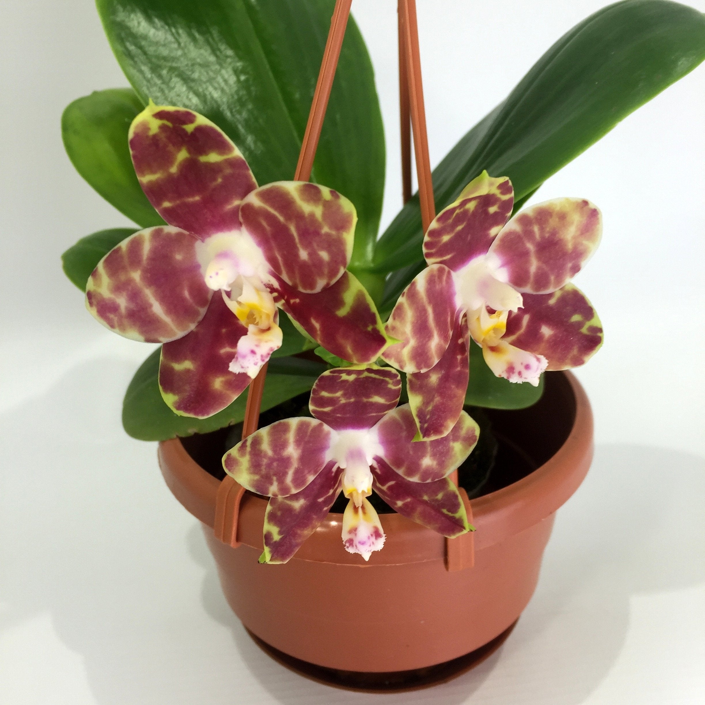 Phalaenopsis Gelbieber x mariae