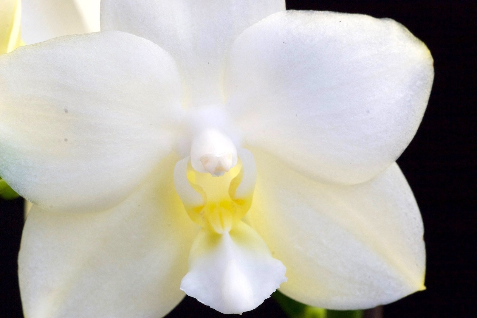 Phalaenopsis Tristar Snow Princess ''Big Plant ''