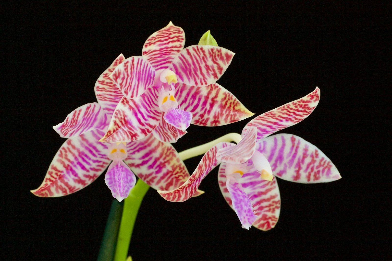 Phalaenopsis lueddemanniana "White"
