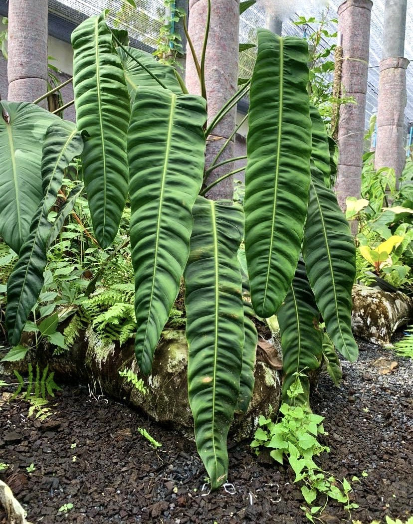 Philodendron patriciae "Große Blätter"