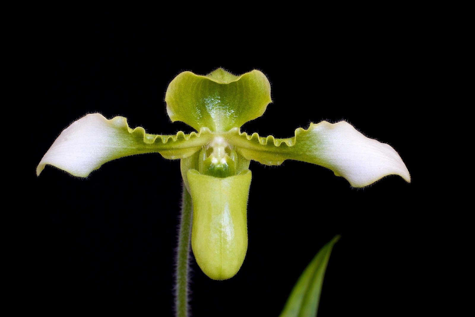 Paphiopedilum esquirolei alba "Big Plant"