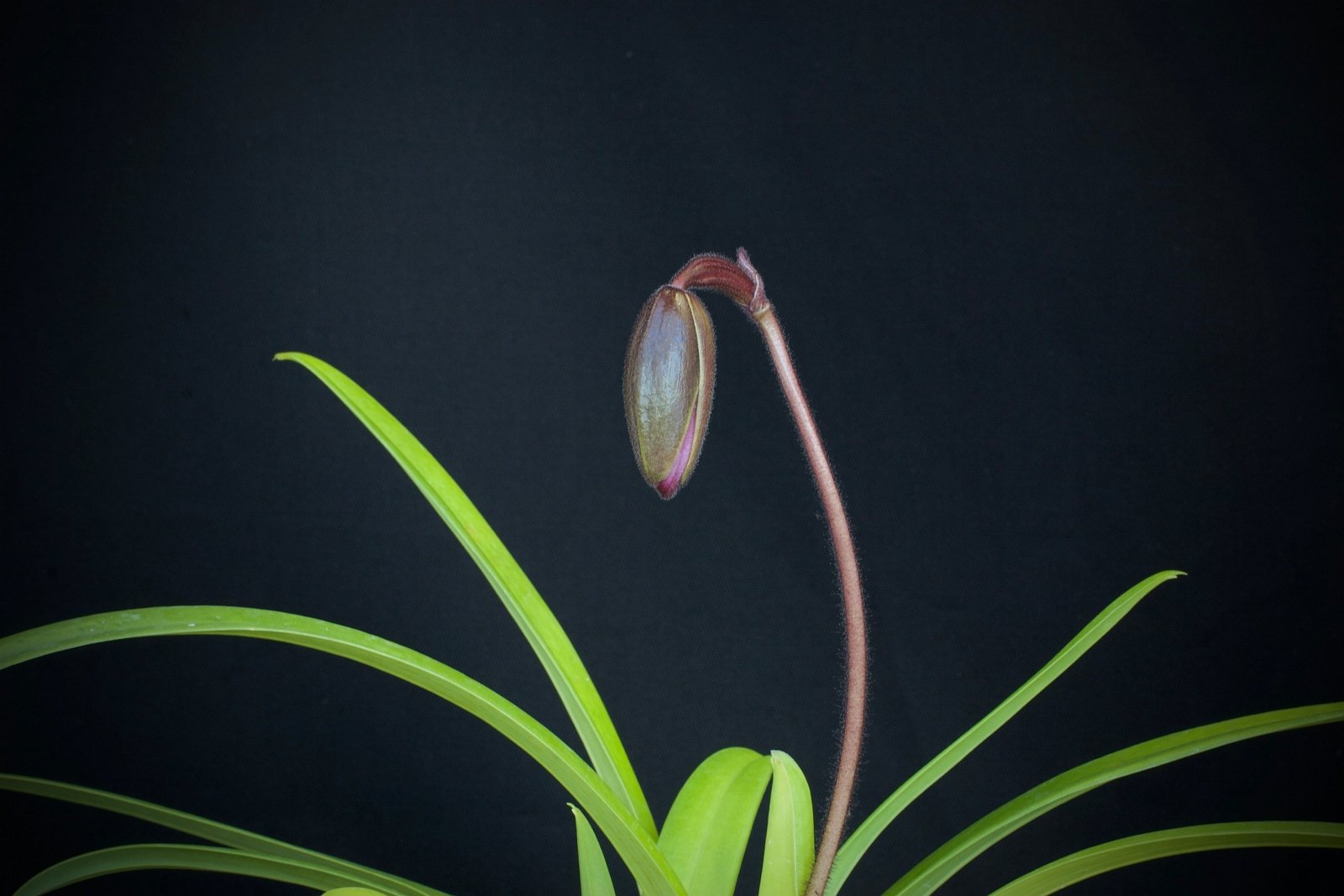 Paphiopedilum esquirolei 4N