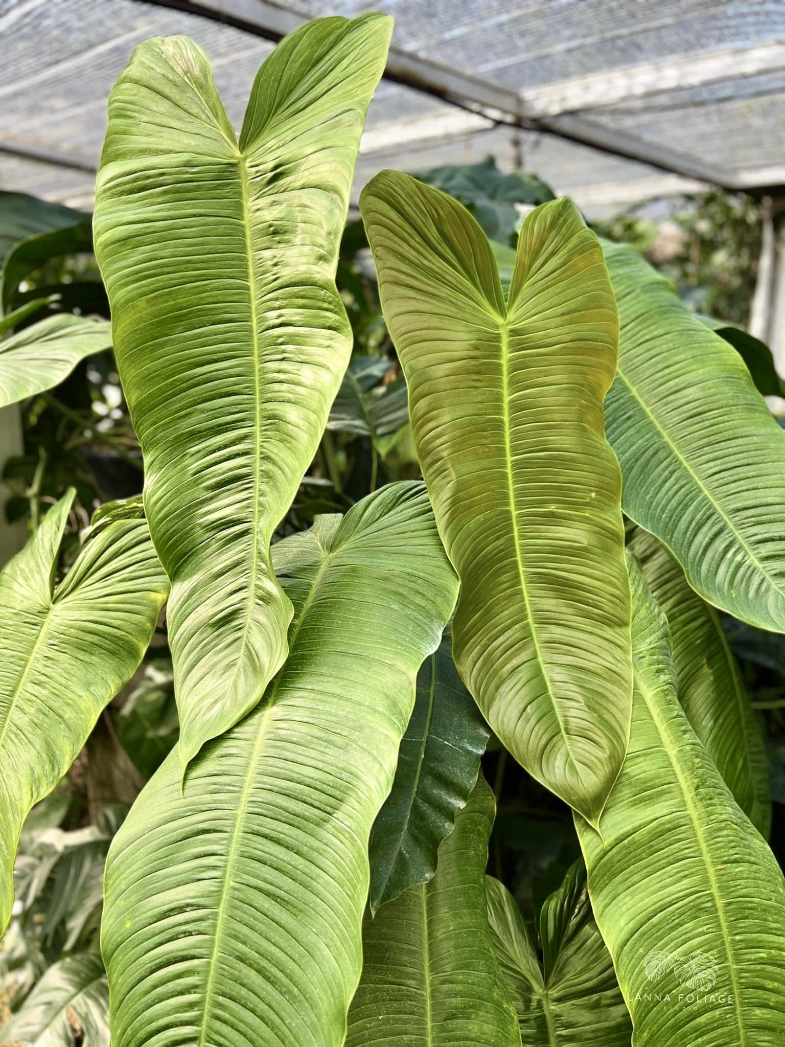 Philodendron sharoniae Mosquera (Klein pflanze)