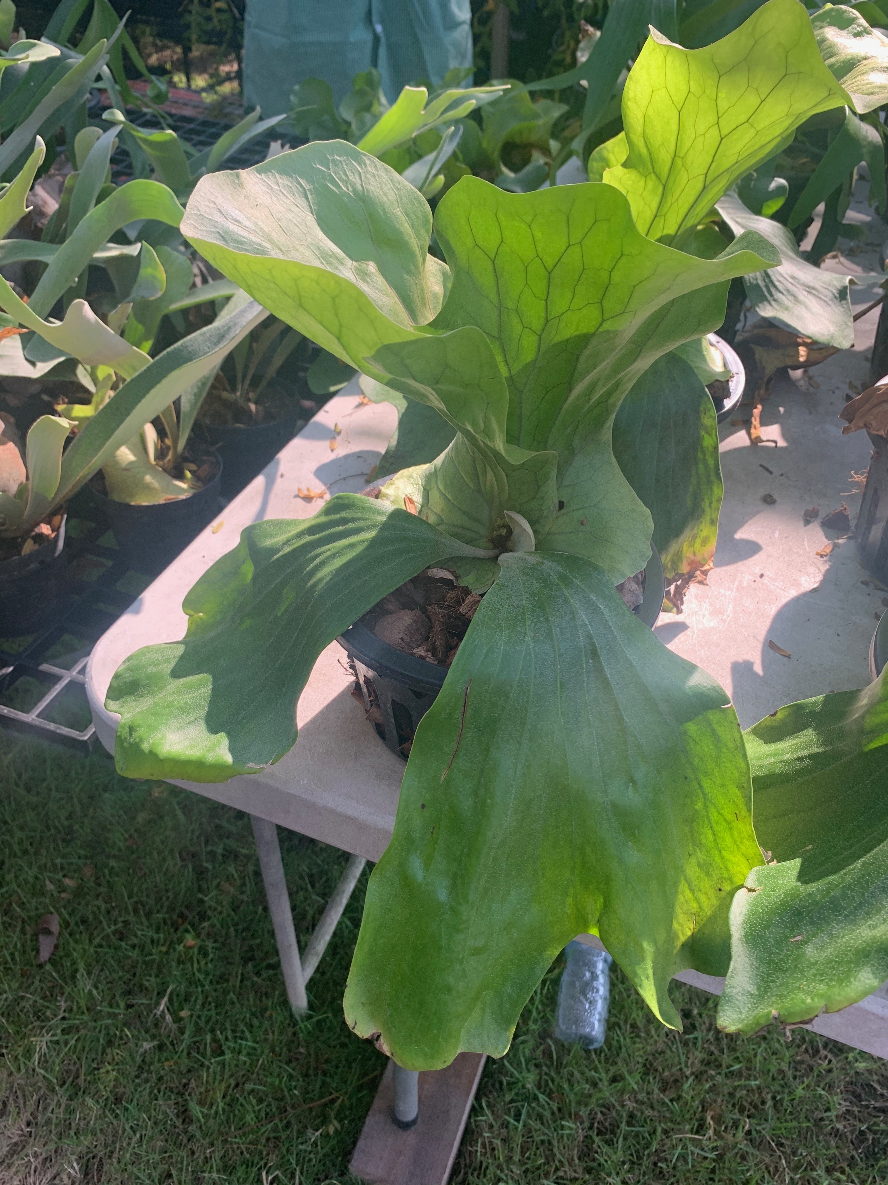 Platycerium Neptune (P. stemaria x P. elephantotis) ''Big Plant''