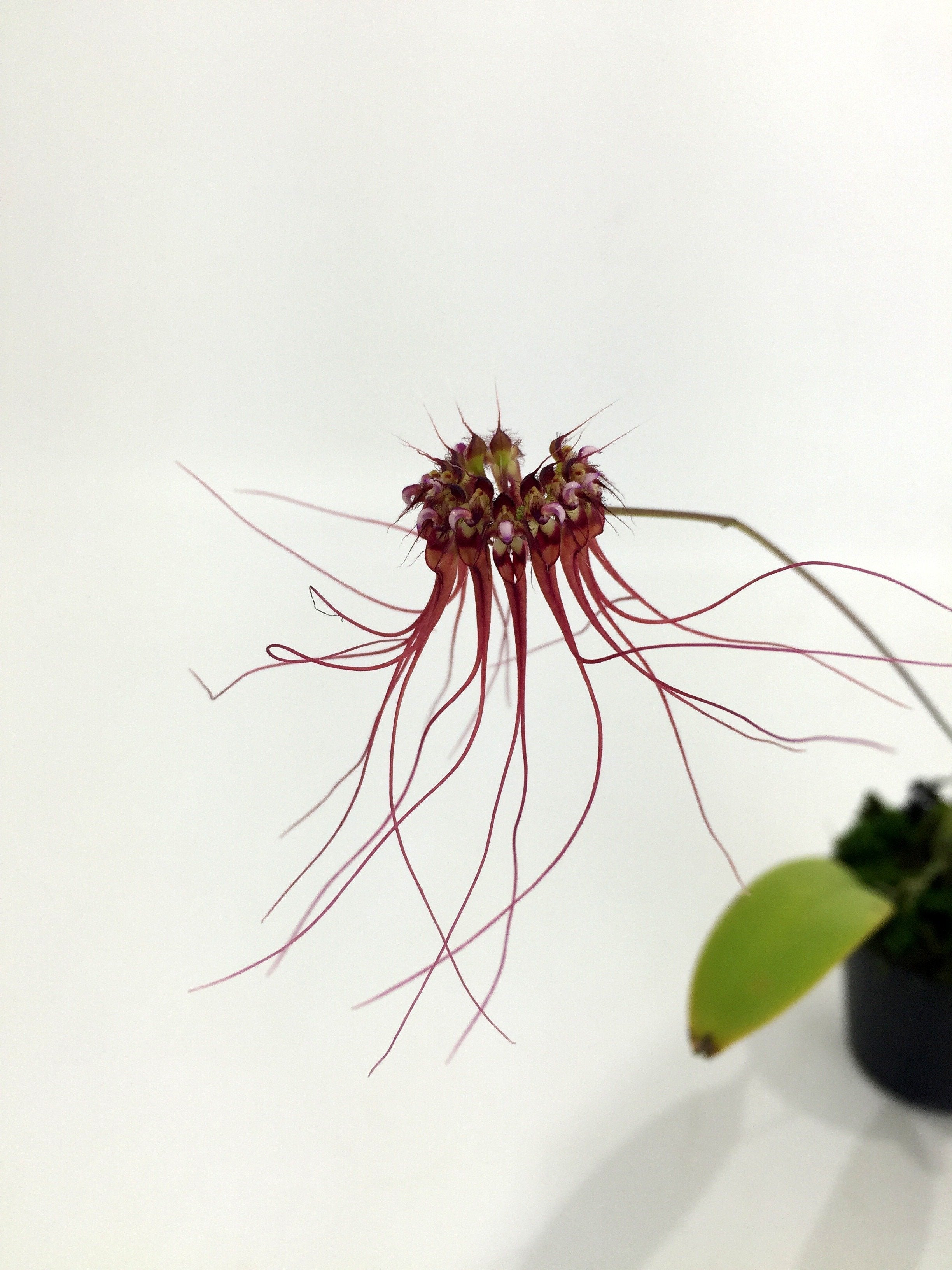Bulbophyllum gracillimum