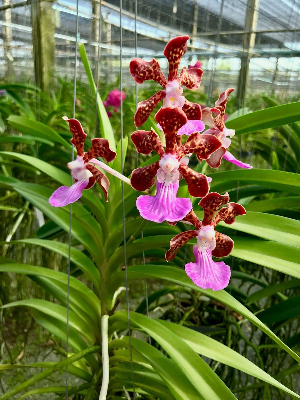 Vanda