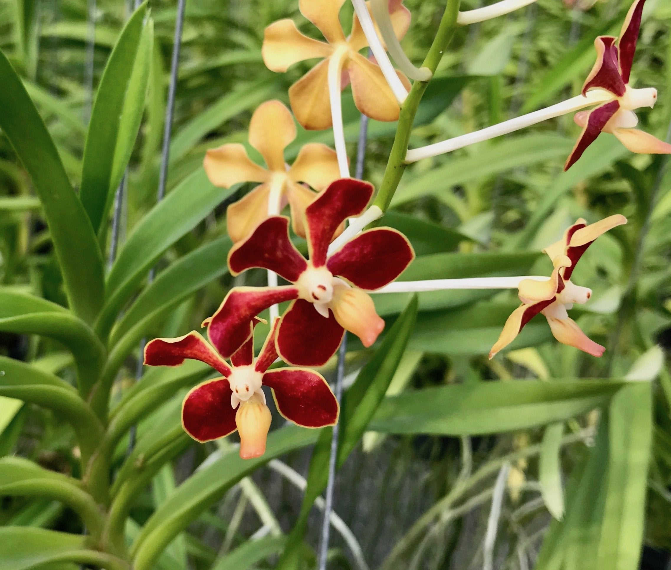Vanda mariae