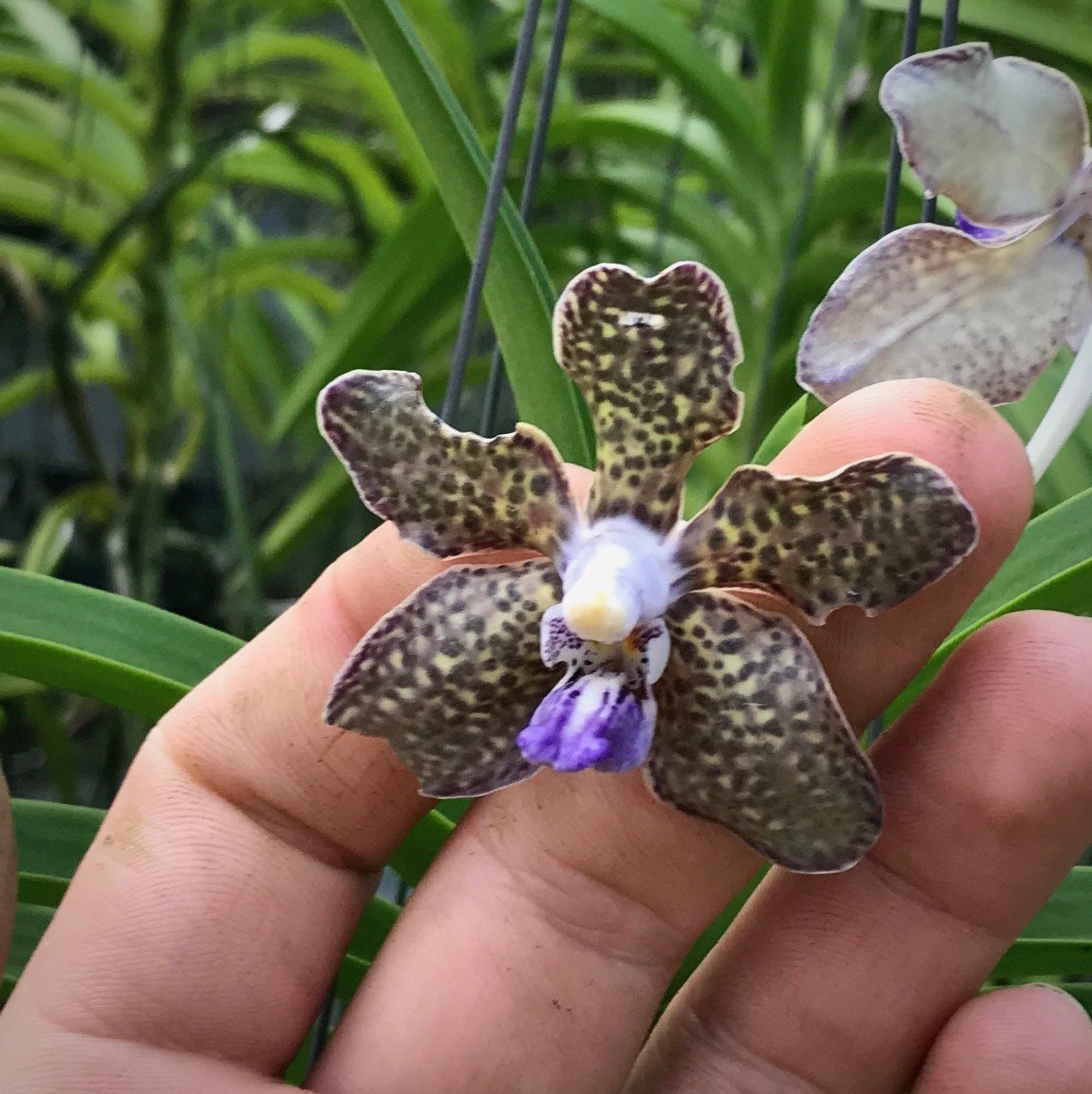 Vanda tessellata