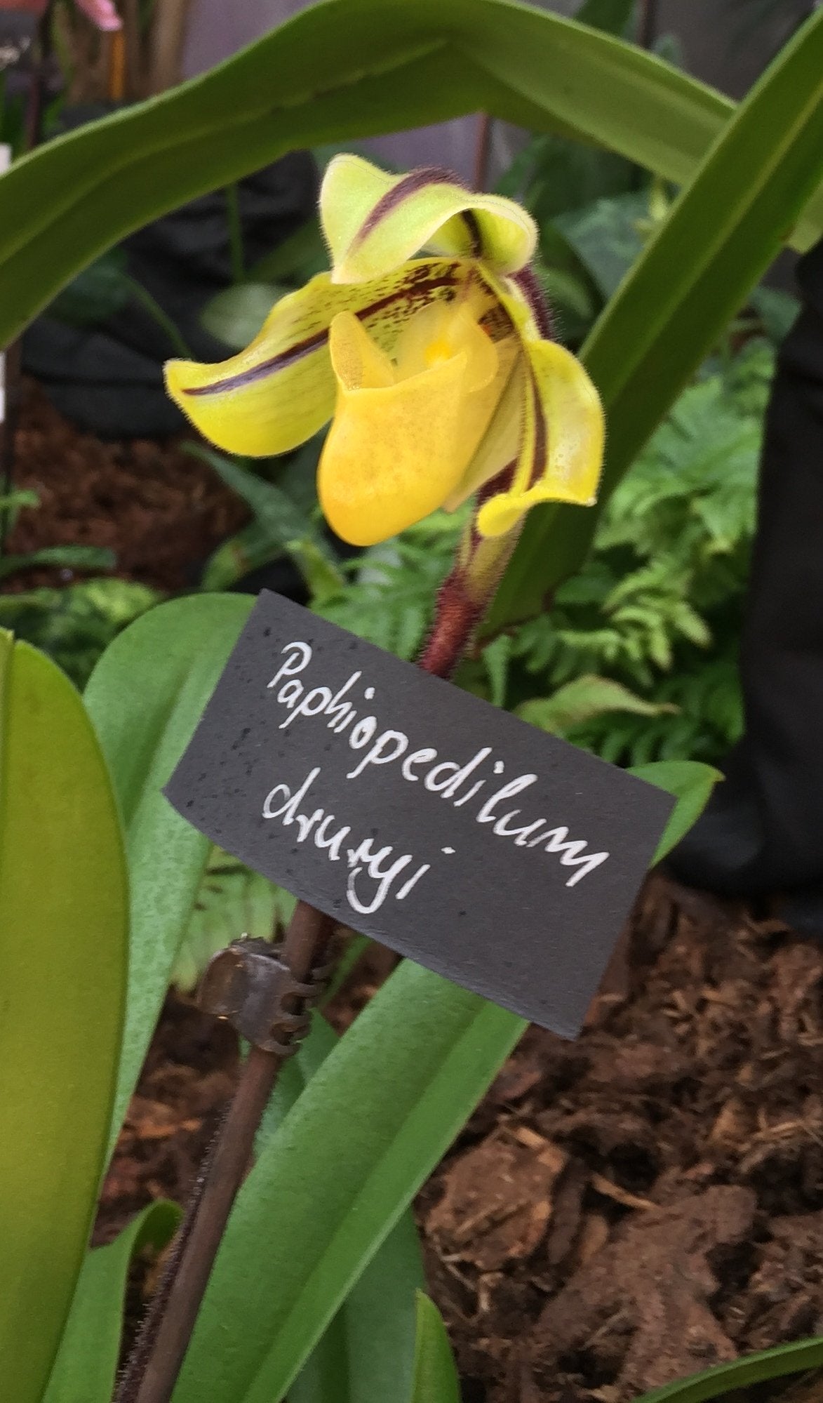 Paphiopedilum druryi