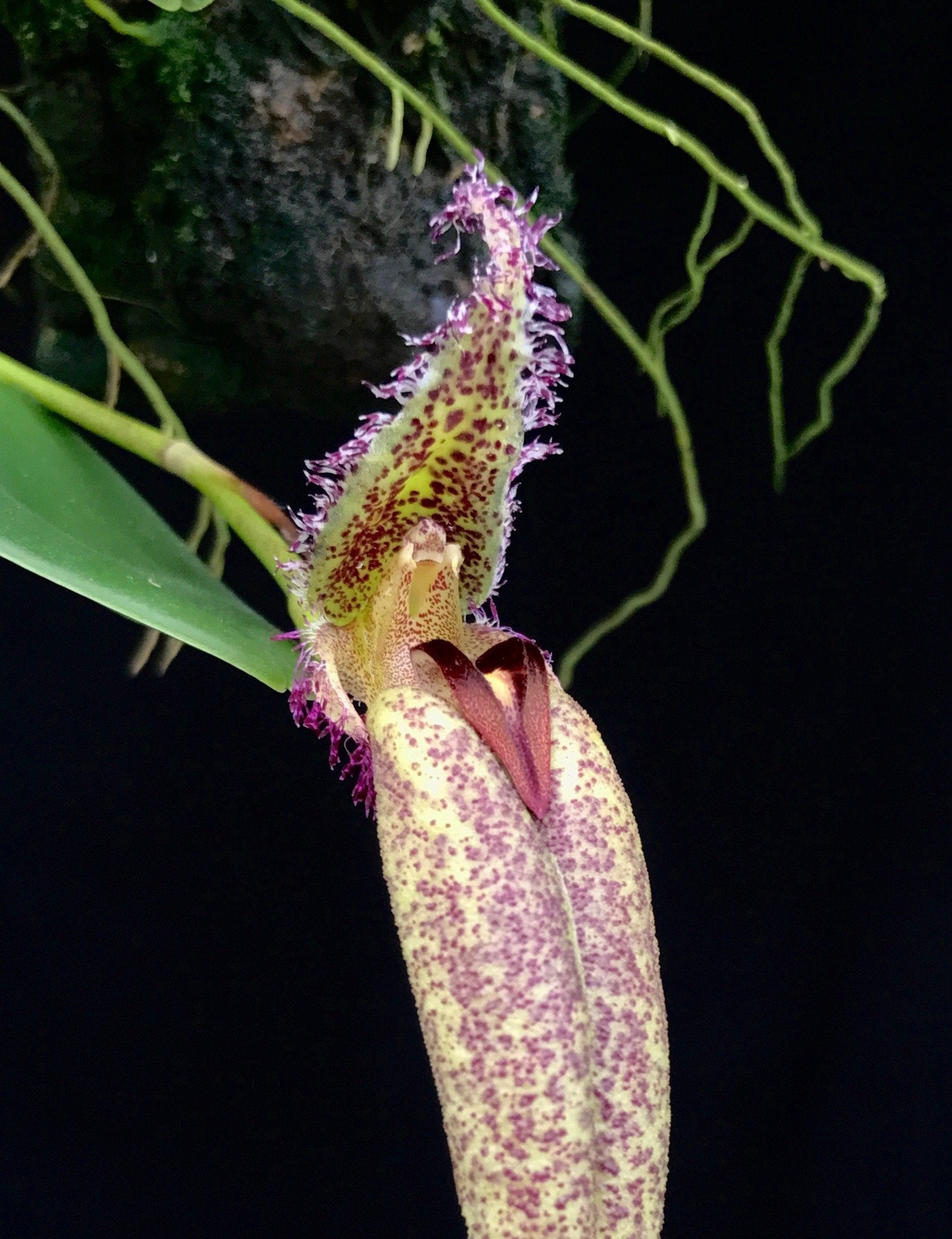 Bulbophyllum (Mastigion) Fascinator