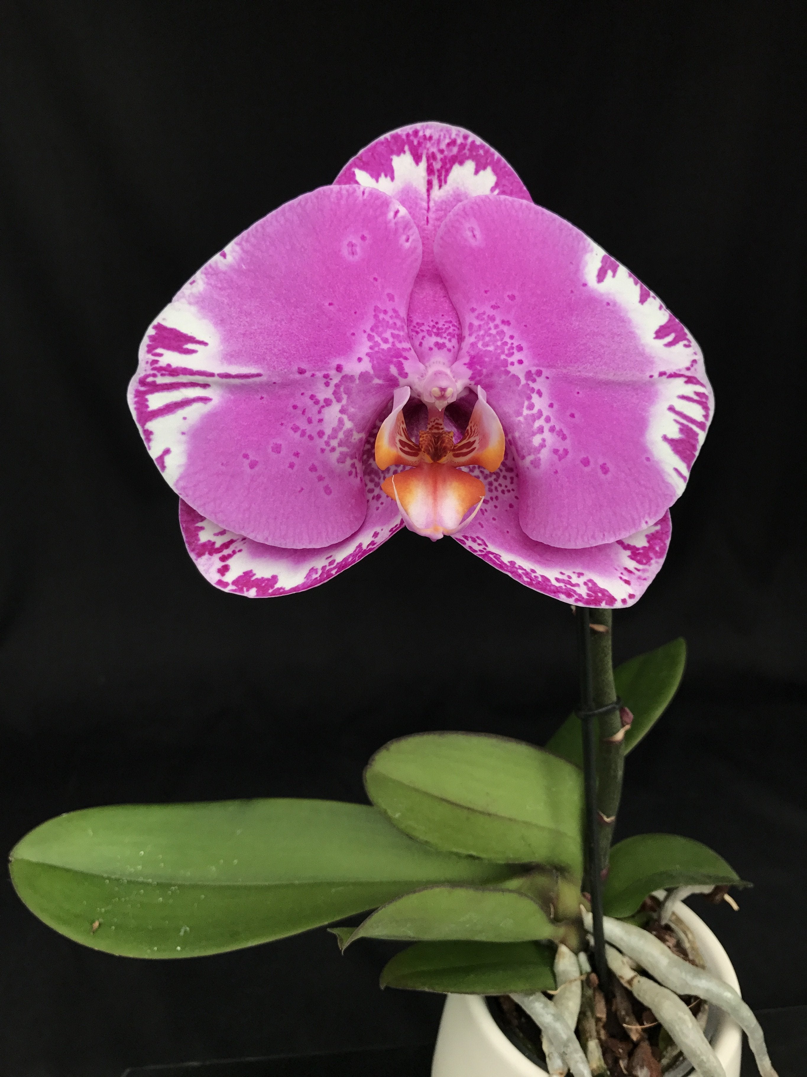 Phalaenopsis OX Spot Queen "OX 1460" AM/AOS