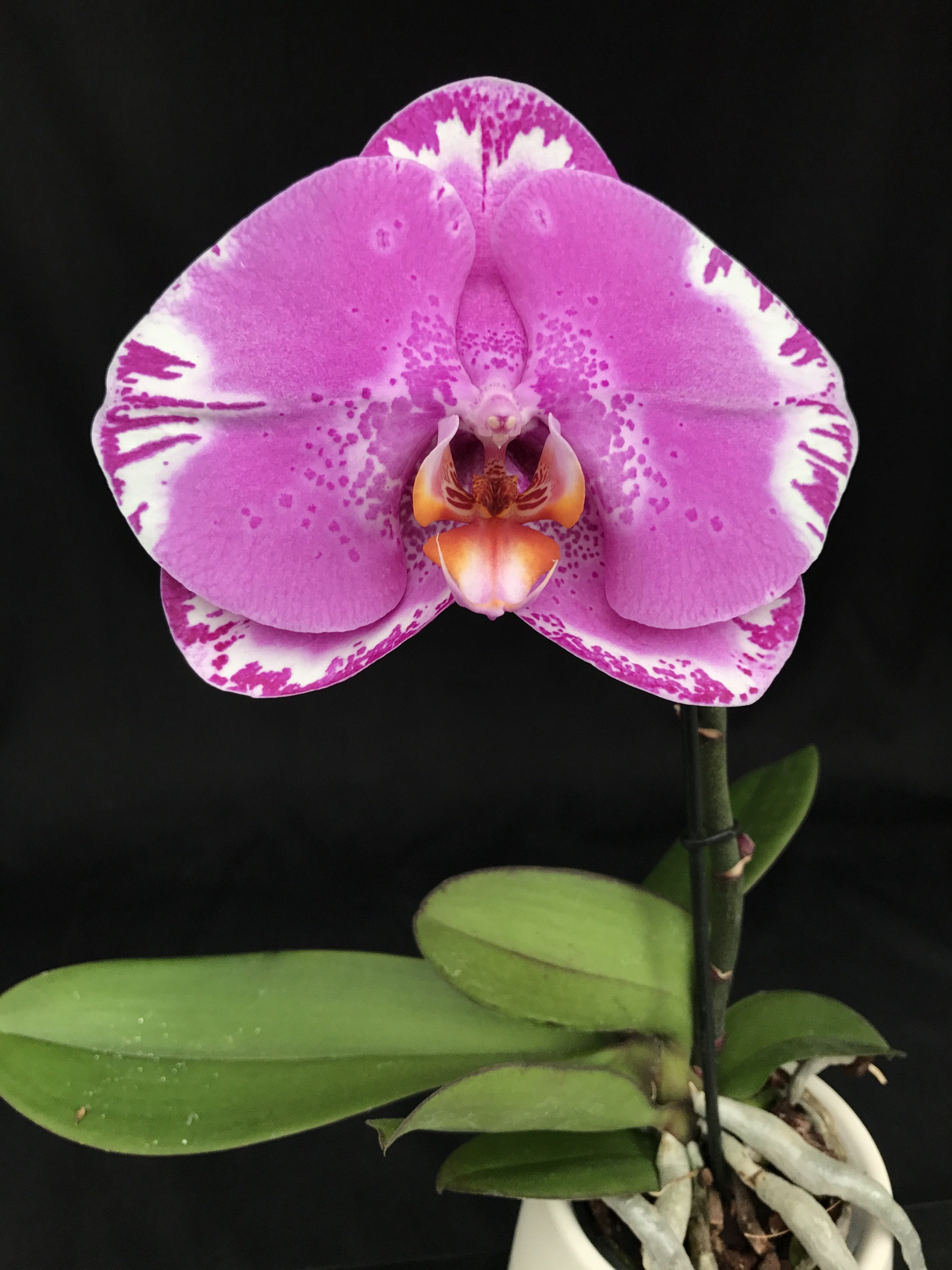 Phalaenopsis OX Spot Queen "OX 1460" AM/AOS (Groß Pflanze)