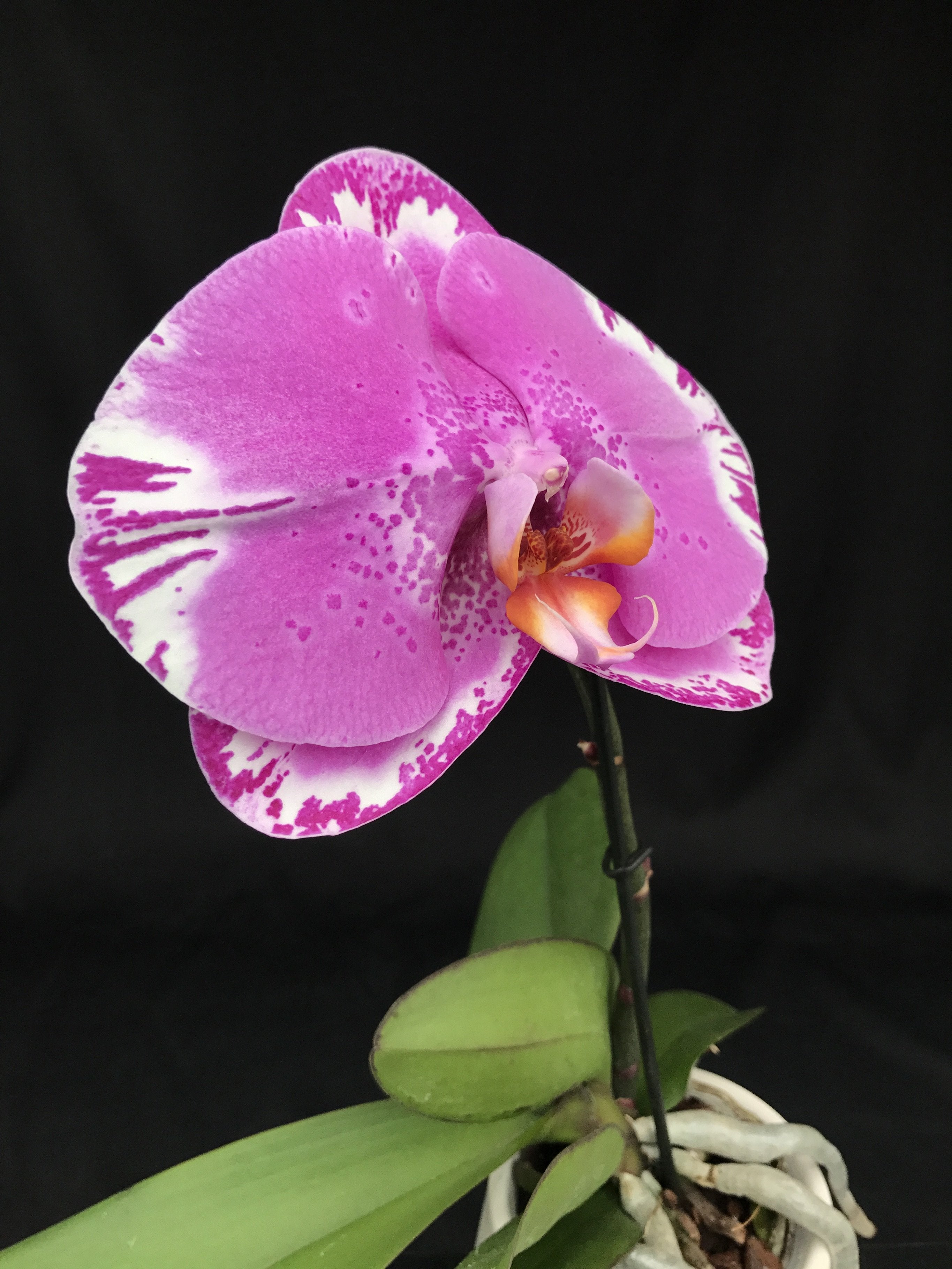 Phalaenopsis OX Spot Queen "OX 1460" AM/AOS