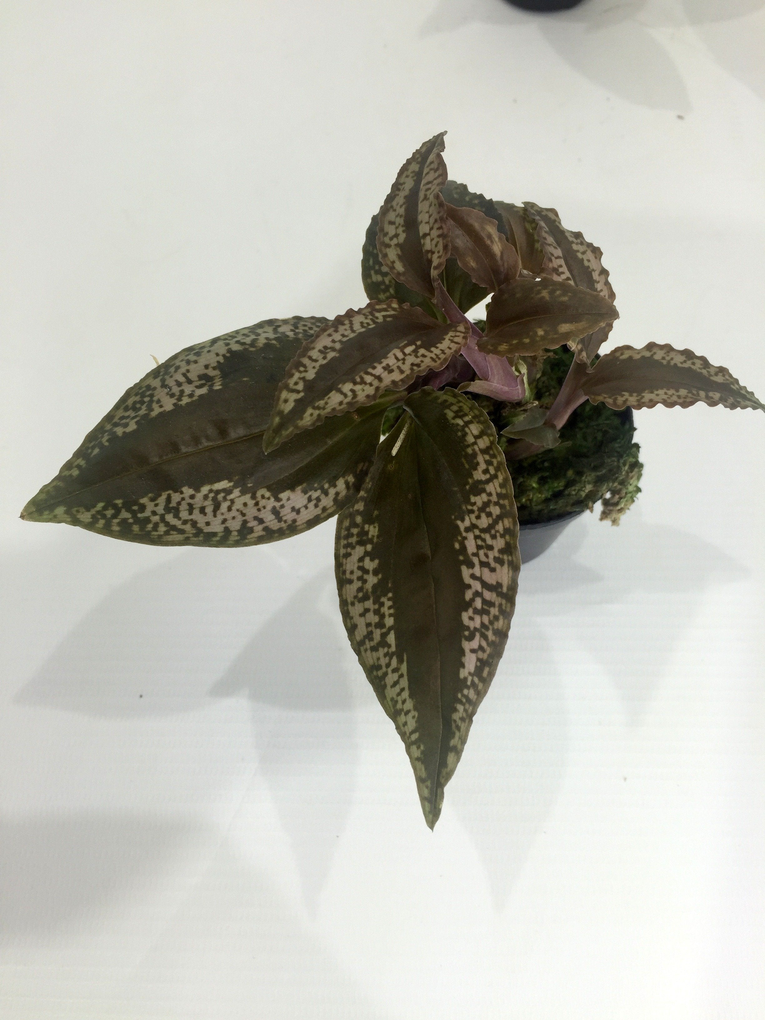 Crepidium calophyllum