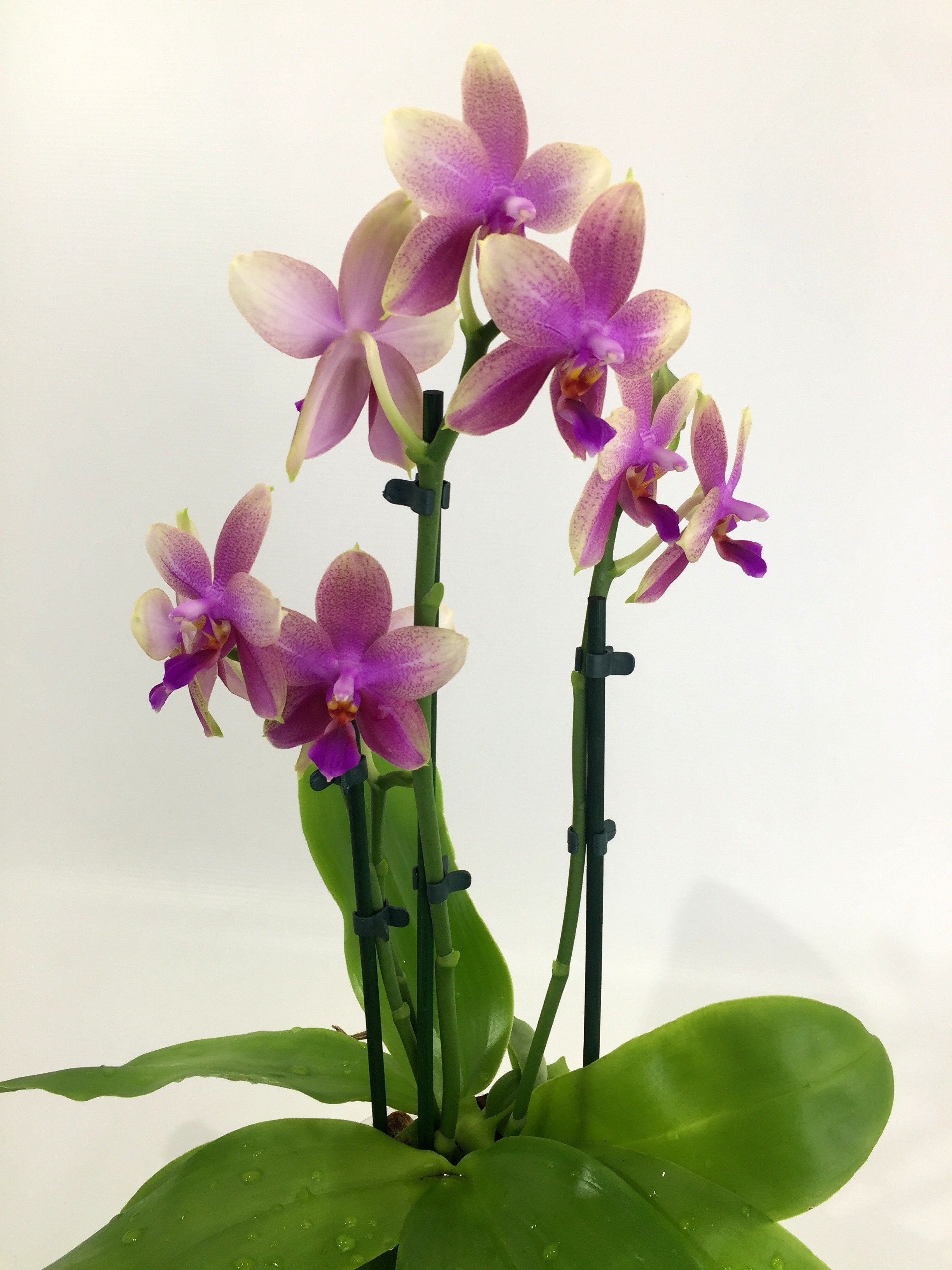 Phalaenopsis Liodoro