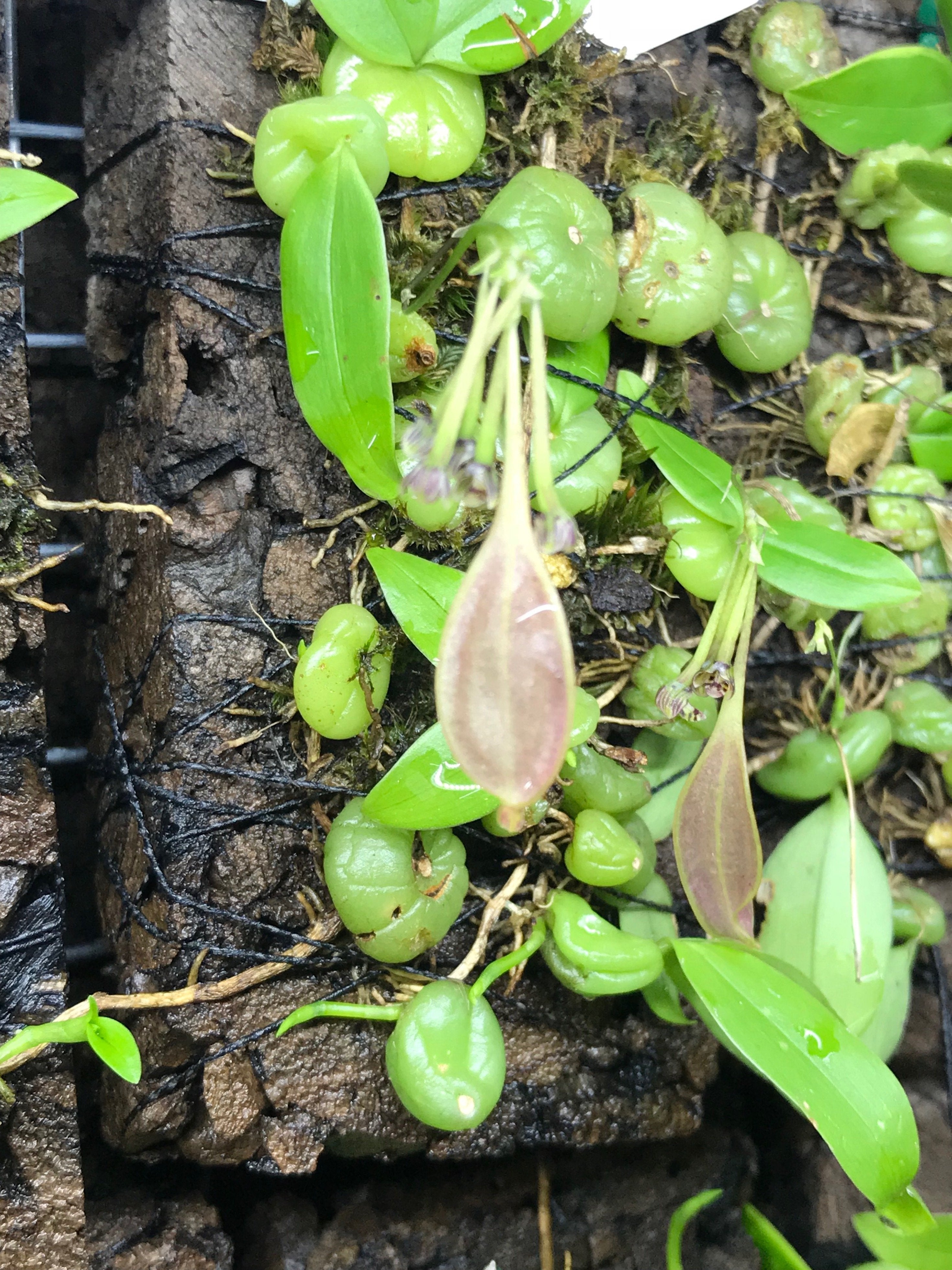 Bulbophyllum physometrum