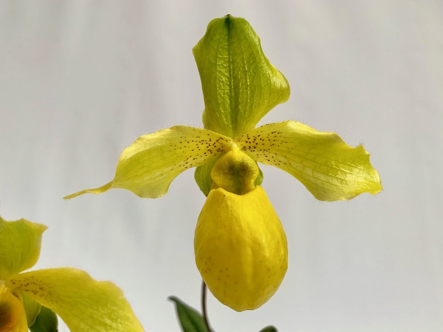 Paphiopedilum Gold Dollar (Paphiopedilum primulinum x Paphiopedilum armeniacum)