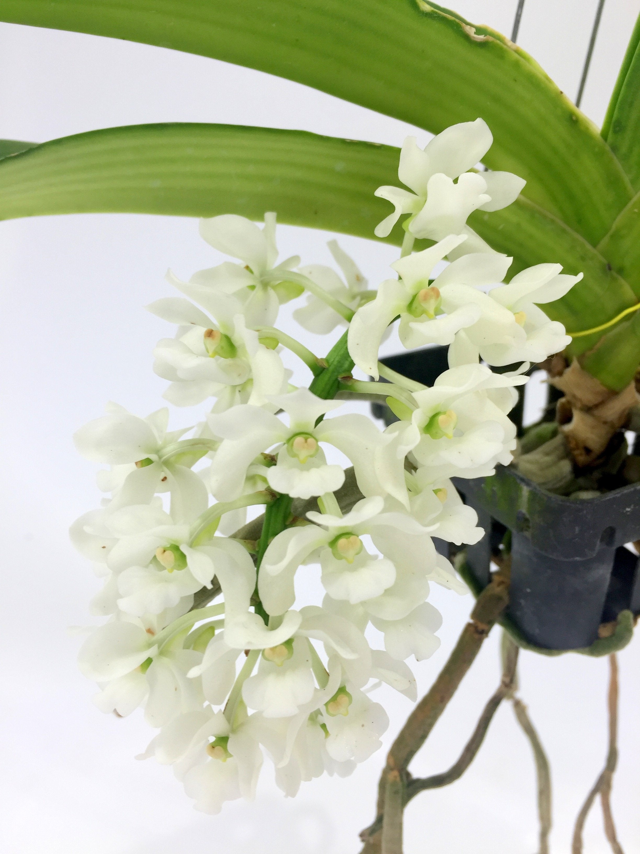 Rhynchostylis gigantea alba