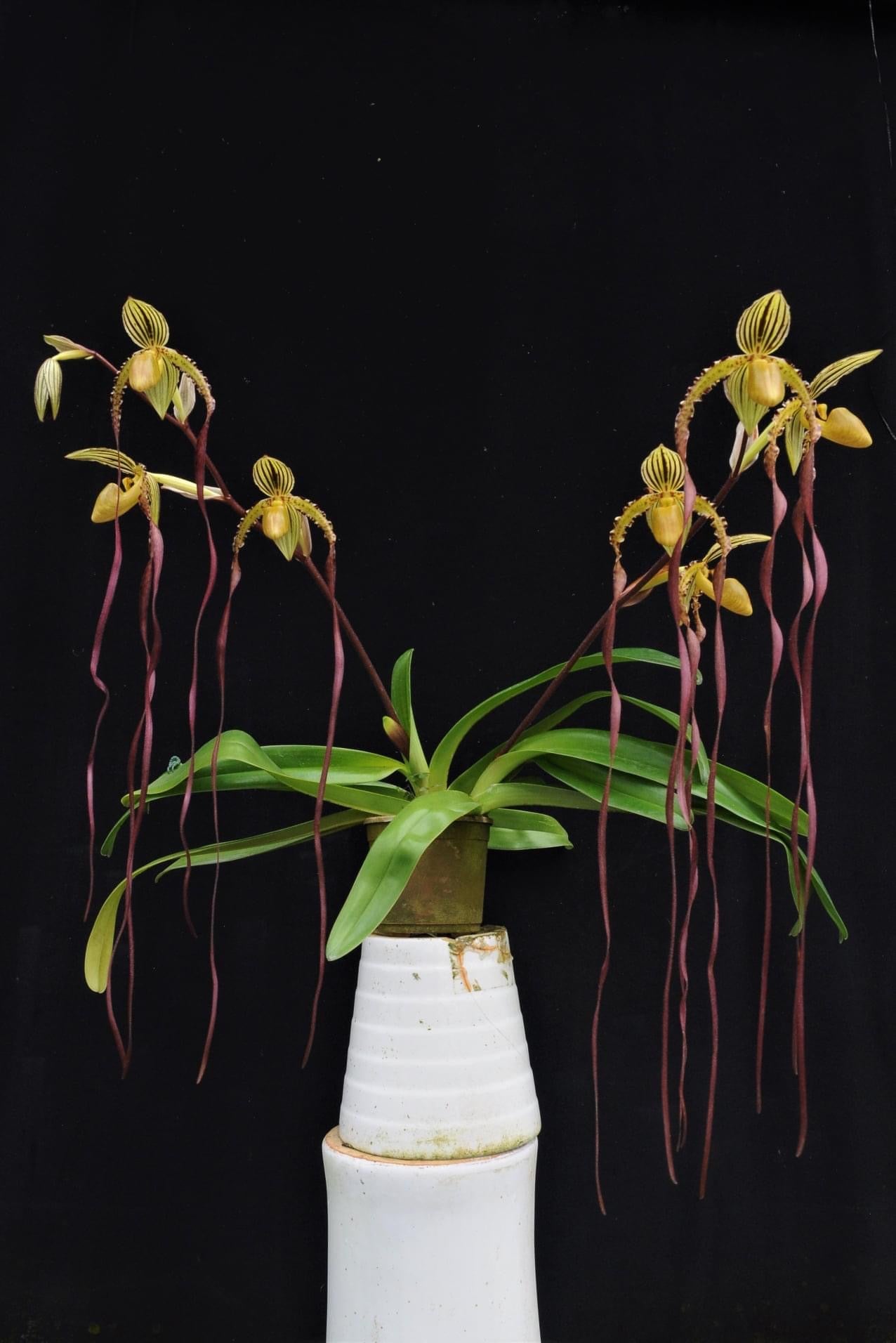 Paphiopedilum Michael Koopowitz (Medium Plant)