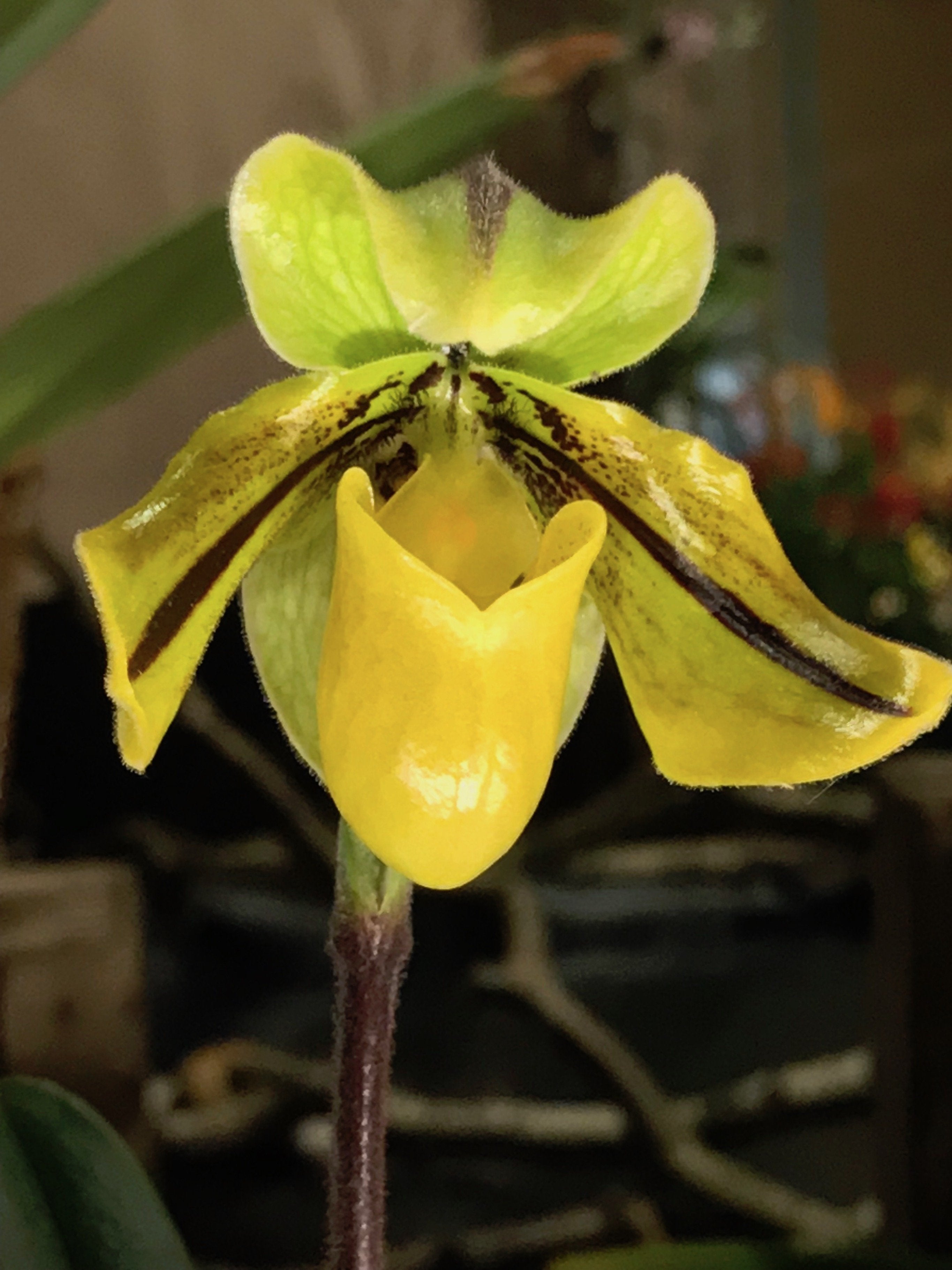 Paphiopedilum druryi