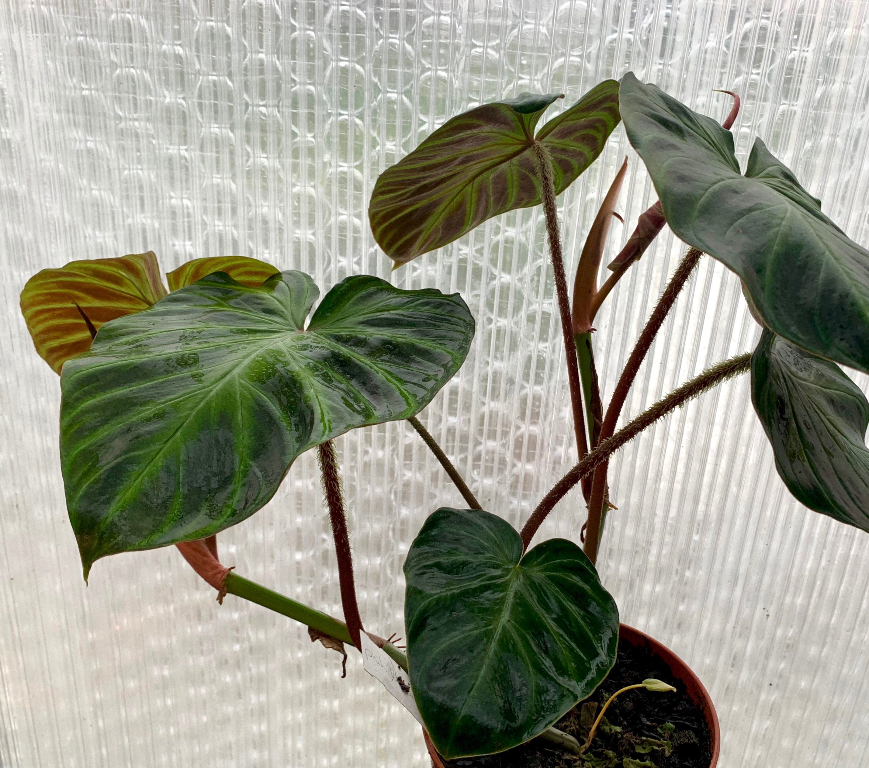 Philodendron verrucosum (2 Stacheln)