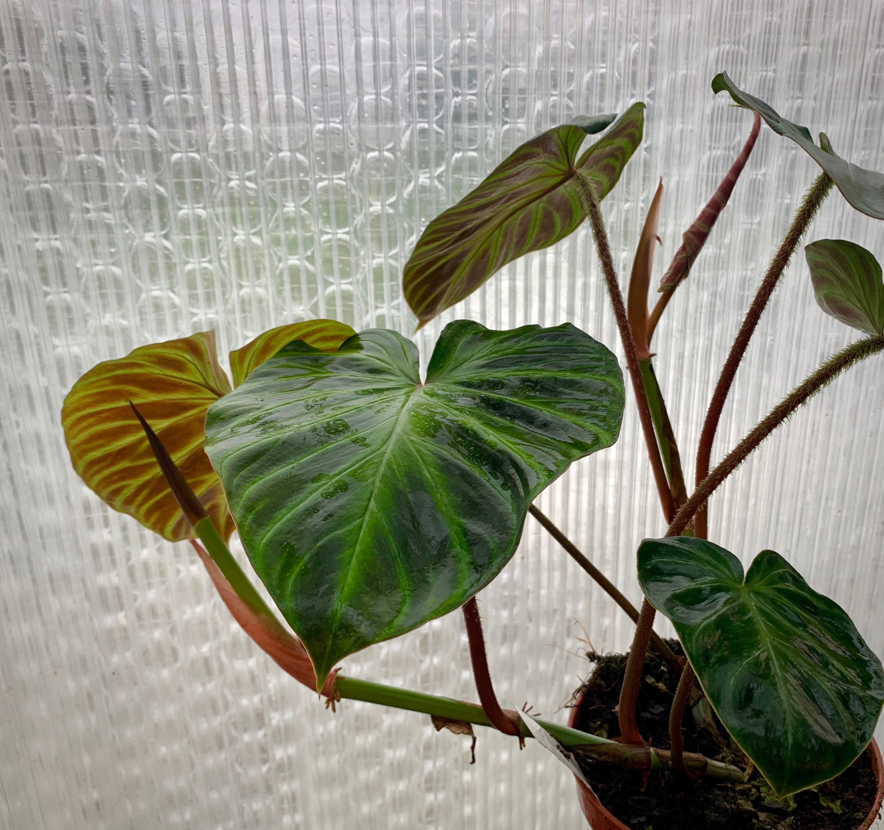 Philodendron verrucosum (2 Stacheln)