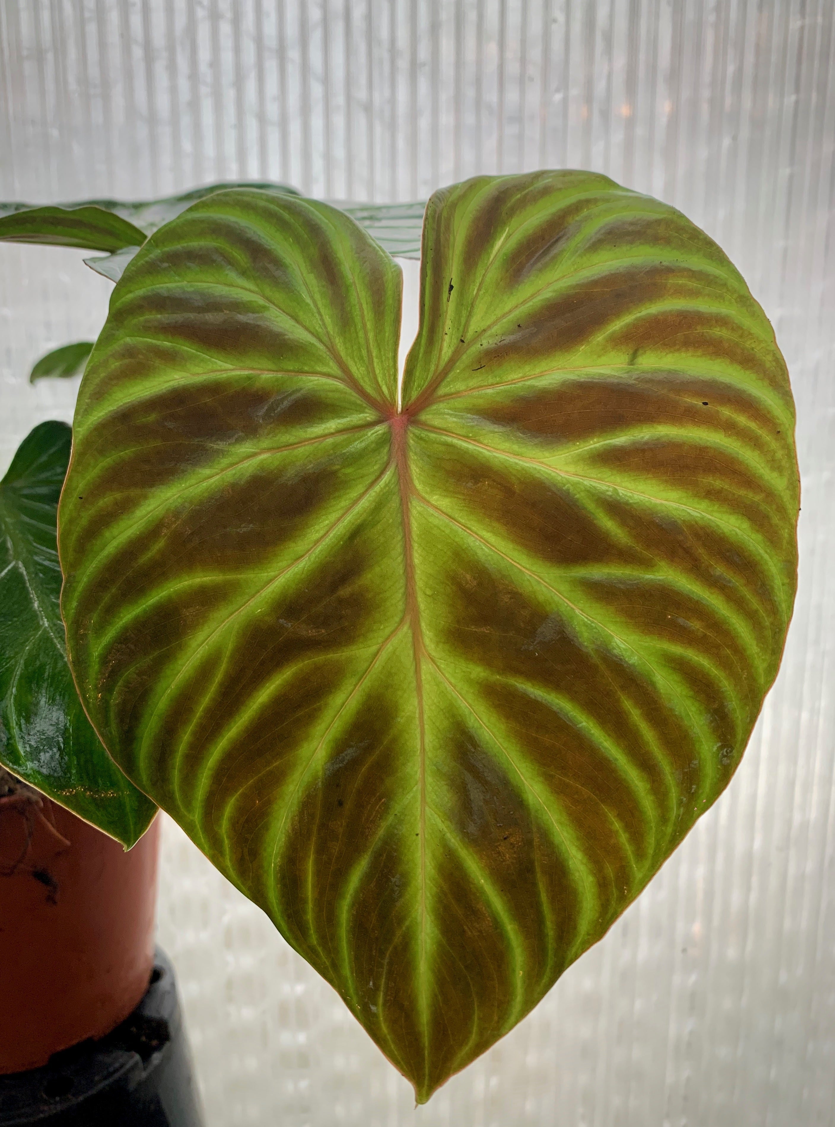 Philodendron verrucosum (2 spikes)