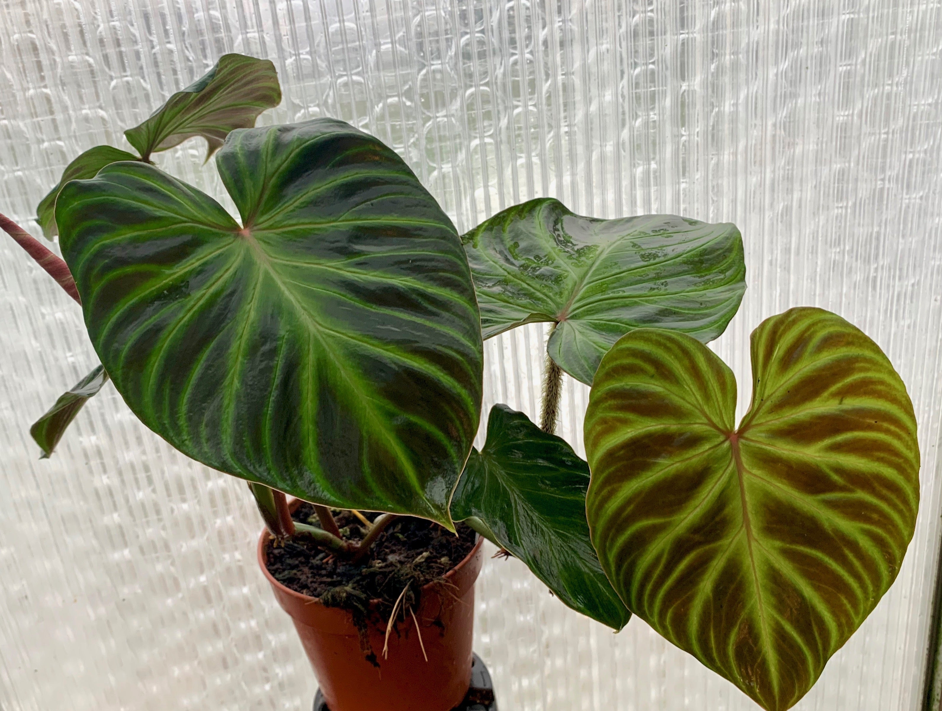 Philodendron verrucosum (2 Stacheln)