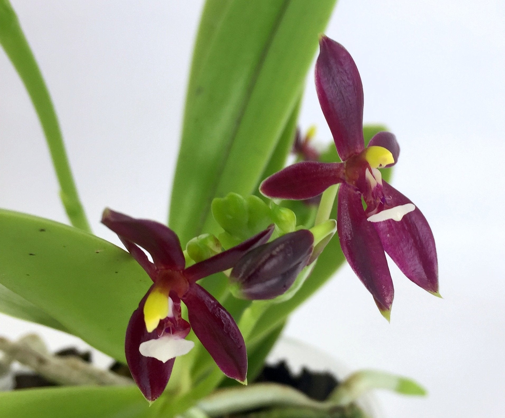 Phalaenopsis cornu-cervi var. Red