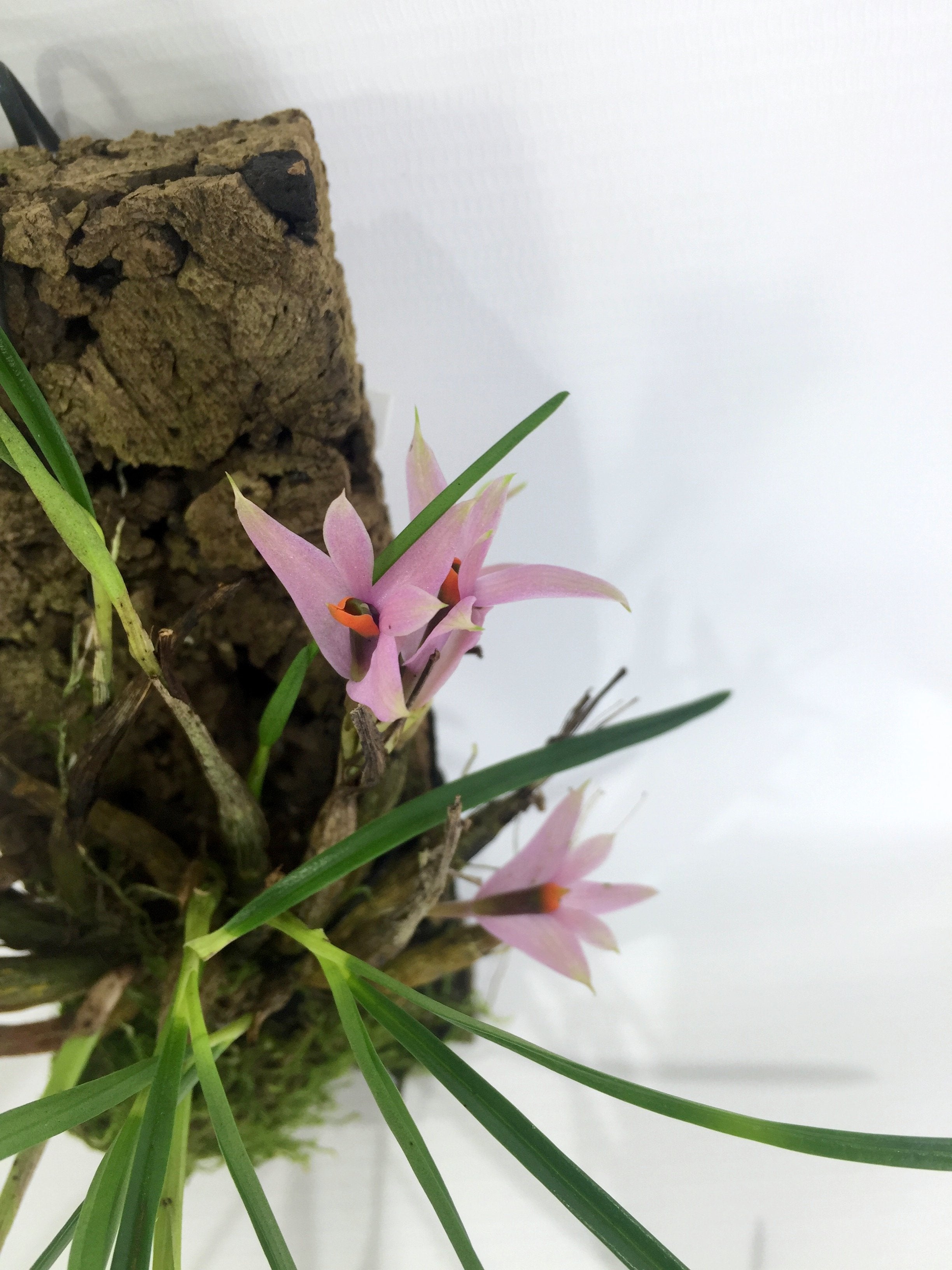 Dendrobium violaceum