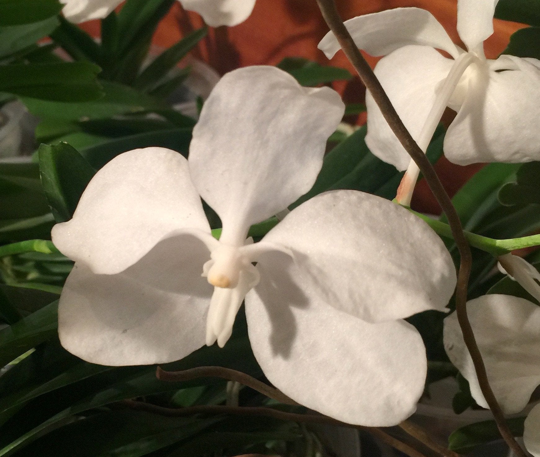 Vanda coerulea "Alba"