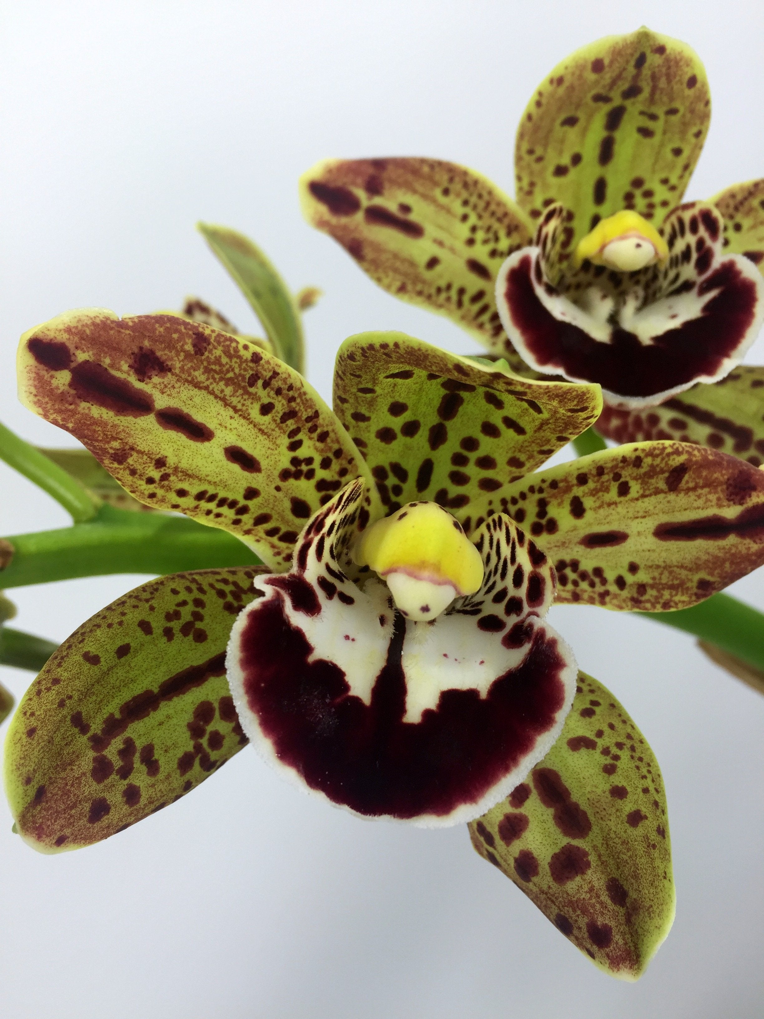 Cymbidium Harriet Ishitani "Big"