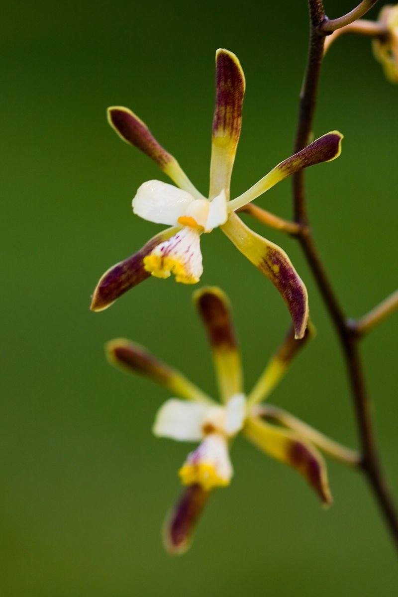 Encyclia alata