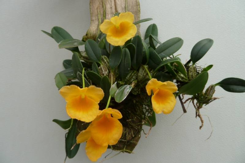 Dendrobium jenkinsii "Groß pflanze"