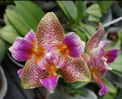 Phalaenopsis Joy Fairy Tale "Freude"
