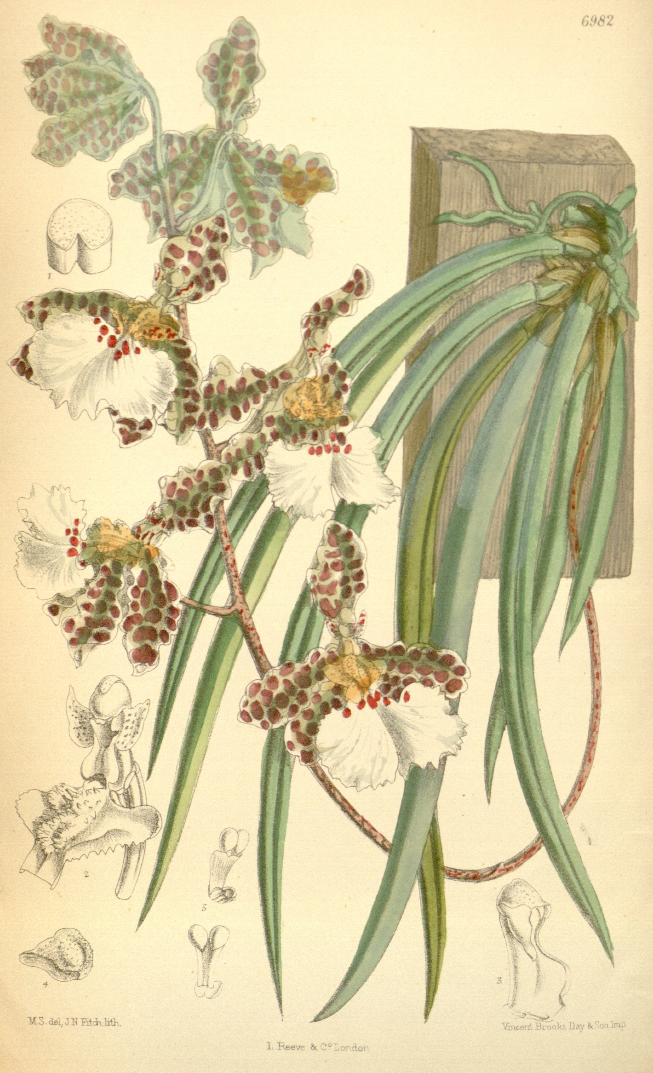 Trichocentrum jonesianum