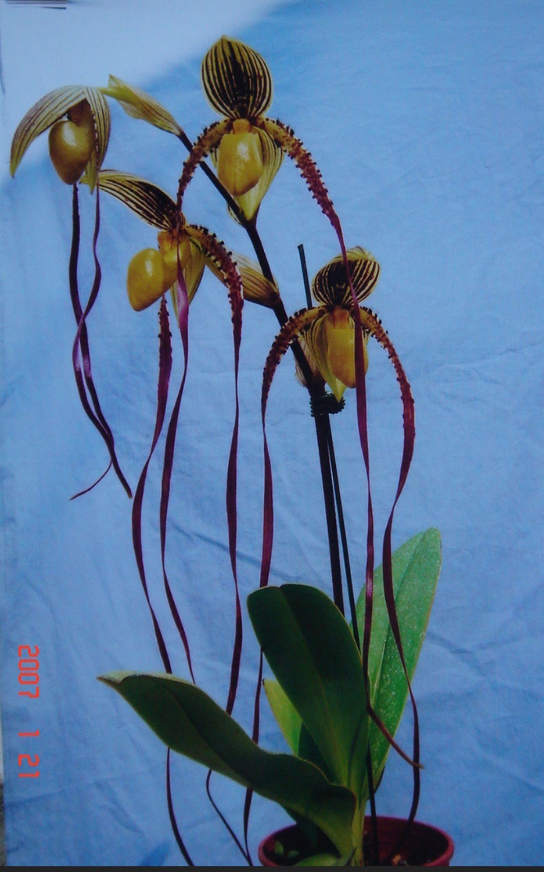 Paphiopedilum Kemp Tower (Prince Edward Of York x Philippinense) "Big"