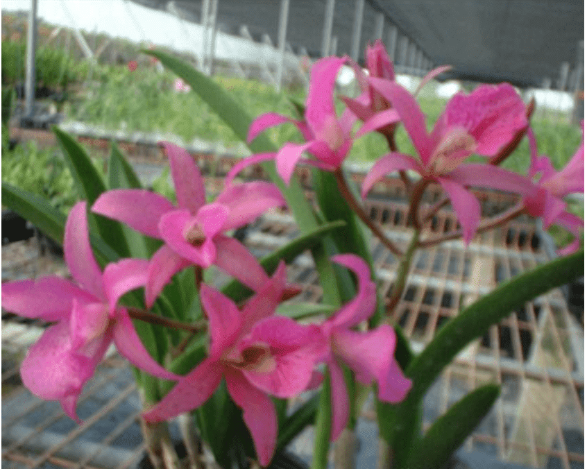 Brassanthe Maikai x Brassavola Little Star