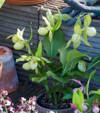 Cypripedium White Dove "Big Plant"