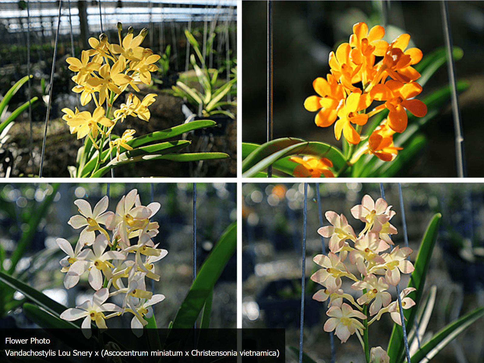 Vandachostylis Lou Snery x (Ascocentrum miniatum x Christensonia vietnamica)