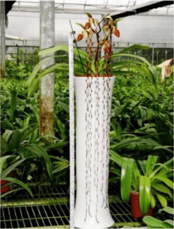 Paphiopedilum sanderianum