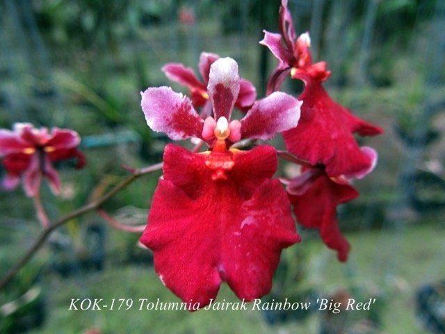 Tolumnia Jairak Rainbow "Big Red"