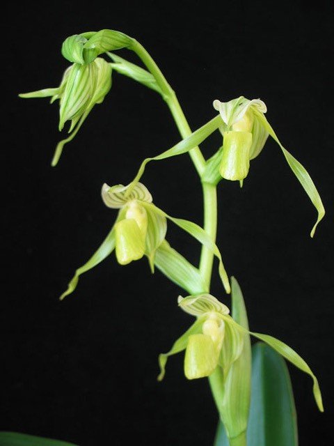 Paphiopedilum kolopakingii f.katheriae ( Alba ) x 'Green Rainbow' x self (XL Plant)