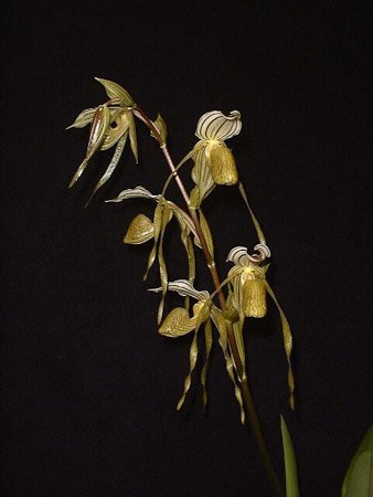 Paphiopedilum Temptation (Paph. kolopakingii var. topperi x philippinense var. laevigatum)