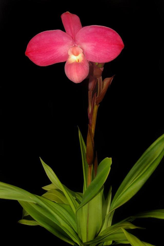 Phragmipedium kovachii x Phragmipedium dalessandroi
